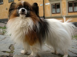 Prinsen
