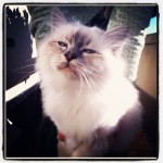 Alfred 2012-2012 Alfred