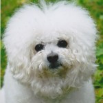 Bilbo 1995-2012 Bilbo
