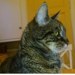 Nisse 1993-2012 Nisse